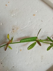 Macroglossum stellatarum