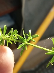 Macroglossum stellatarum
