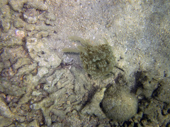 Kolpophorae