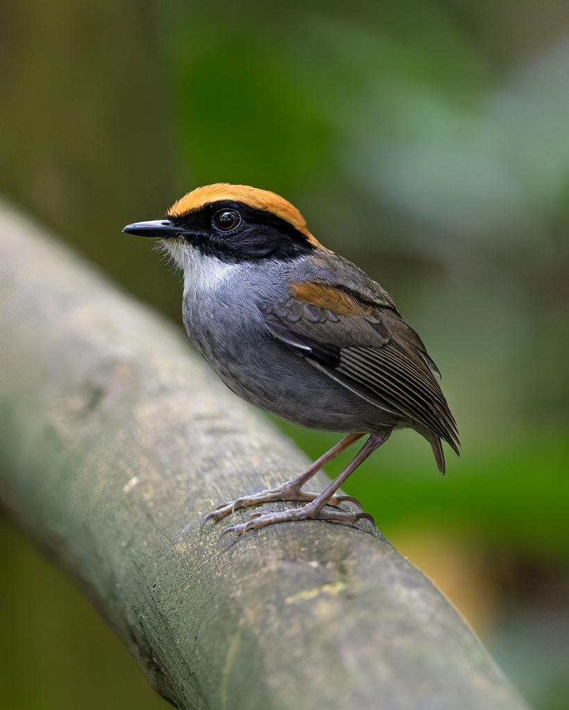 Black-cheeked Gnateater (Conopophaga melanops) photo