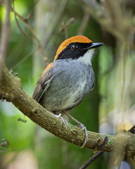 Black-Cheeked Gnateater photo 3