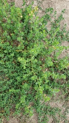 Polygonum achoreum