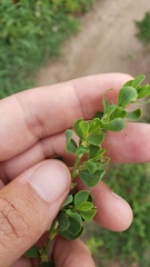 Polygonum achoreum