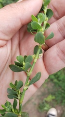 Polygonum achoreum