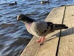 Columba livia domestica