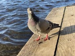 Columba livia domestica