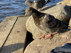 Columba livia domestica
