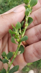 Polygonum achoreum
