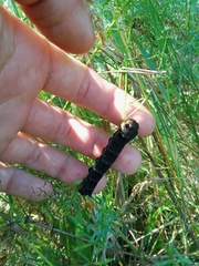 Deilephila elpenor