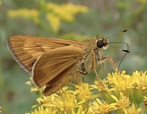 Byssus Skipper photo 5