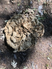 Bondarzewia berkeleyi