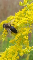Apis mellifera