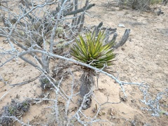 Yucca valida
