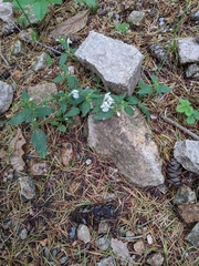 Galeopsis segetum