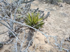 Yucca valida