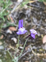Linaria amethystea amethystea