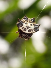 Gasteracantha kuhli