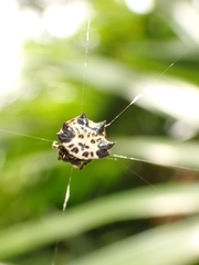 Gasteracantha kuhli
