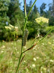 Papilio machaon