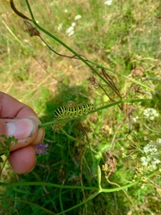 Papilio machaon