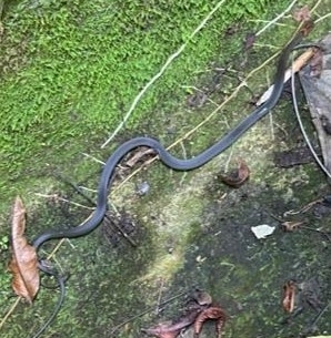 Rusty-headed Snake, Amastridium sapperi