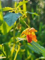Impatiens capensis
