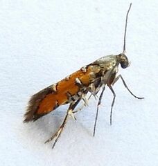 Neoheliodines hodgesi