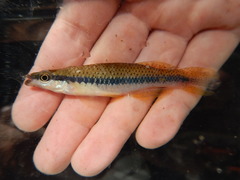 Fundulus olivaceus