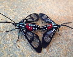 Poecilosoma eone