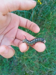 Hyles gallii