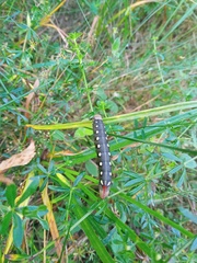 Hyles gallii