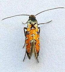 Neoheliodines hodgesi