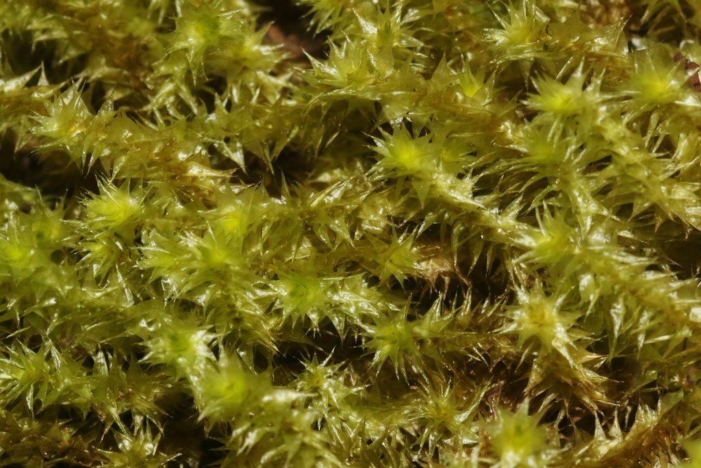 Aerobryopsis subdivergens