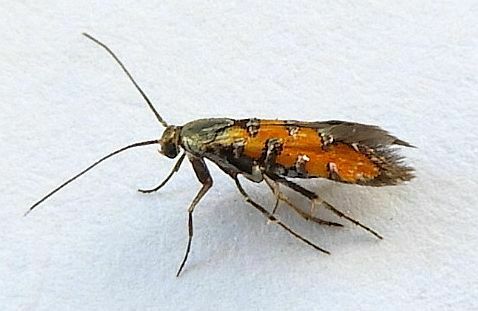 Neoheliodines