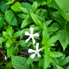 Saponaria officinalis
