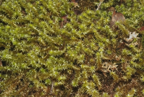 Aerobryopsis subdivergens