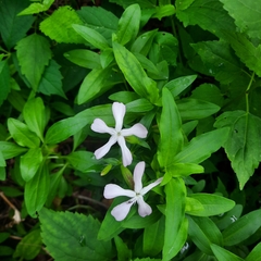 Saponaria officinalis