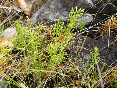 Selaginella laxifolia