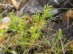 Selaginella laxifolia