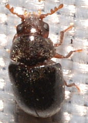Tricorynus dichrous