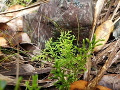 Selaginella laxifolia