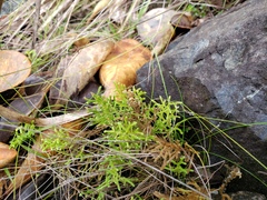 Selaginella laxifolia
