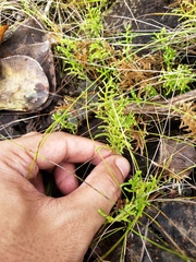 Selaginella laxifolia