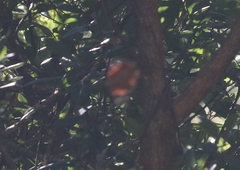 Vanessa tameamea