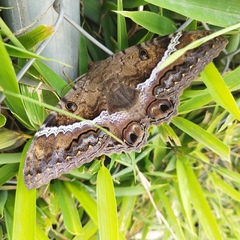 Ascalapha odorata