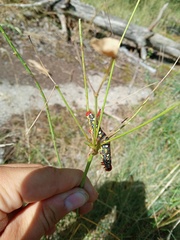 Hyles euphorbiae