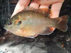Lepomis miniatus