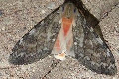 Pseudohemihyalea labecula