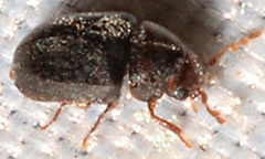 Tricorynus dichrous