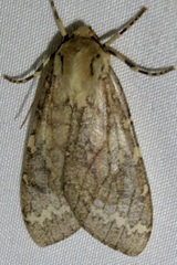 Pseudohemihyalea labecula